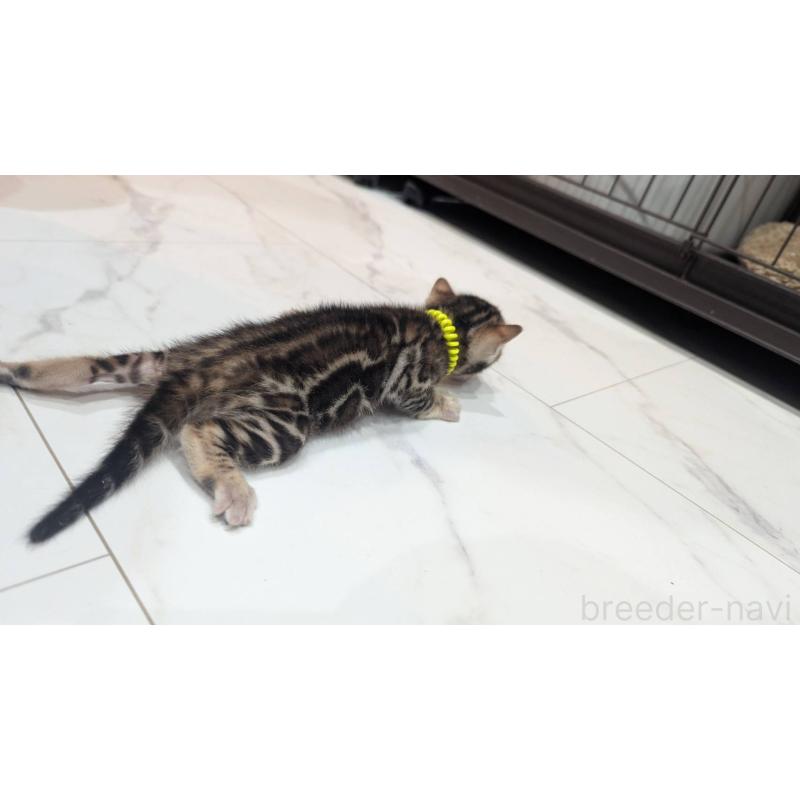 販売中の静岡県のベンガル-136547の5枚目