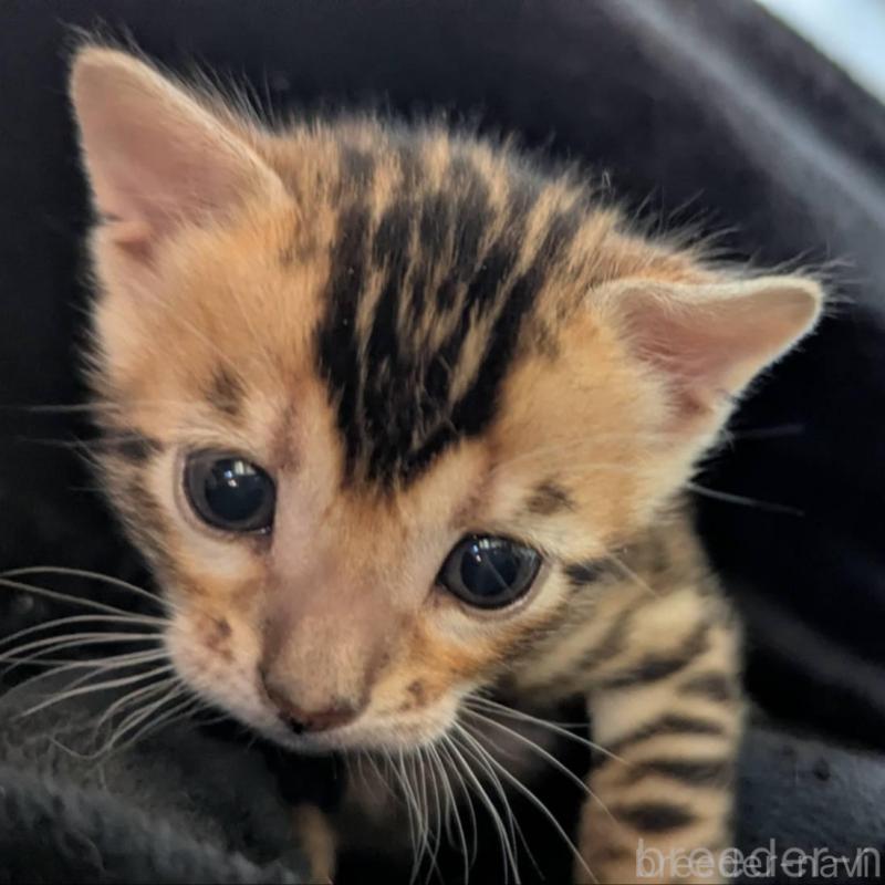 販売中の静岡県のベンガル-136547の4枚目