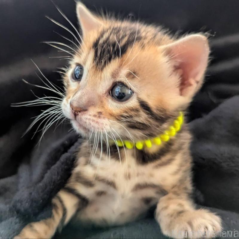 販売中の静岡県のベンガル-136547の1枚目