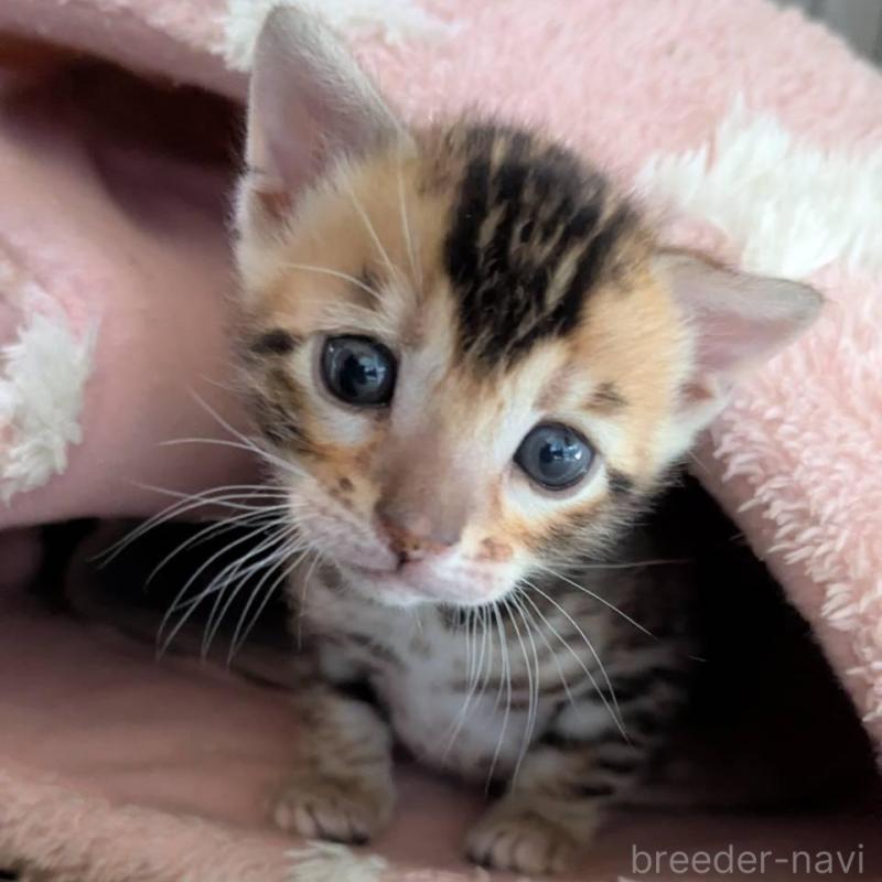 販売中の静岡県のベンガル-136547の2枚目