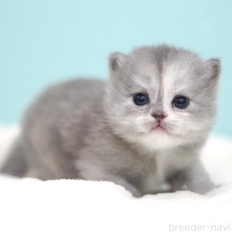 販売中の東京都のサイベリアン-136548の15枚目