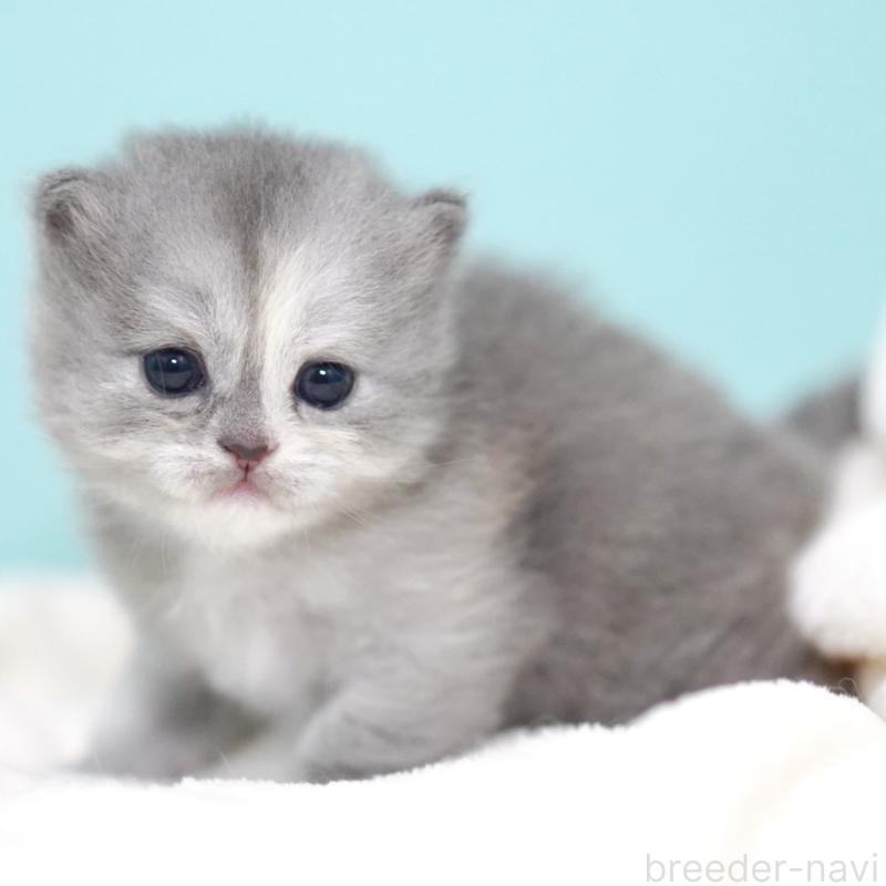 販売中の東京都のサイベリアン-136548の14枚目