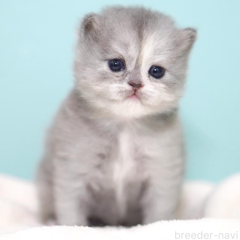 販売中の東京都のサイベリアン-136548の13枚目