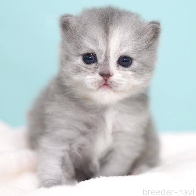 販売中の東京都のサイベリアン-136548の12枚目