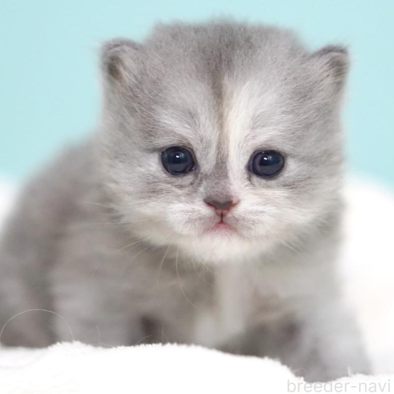 販売中の東京都のサイベリアン-136548の11枚目