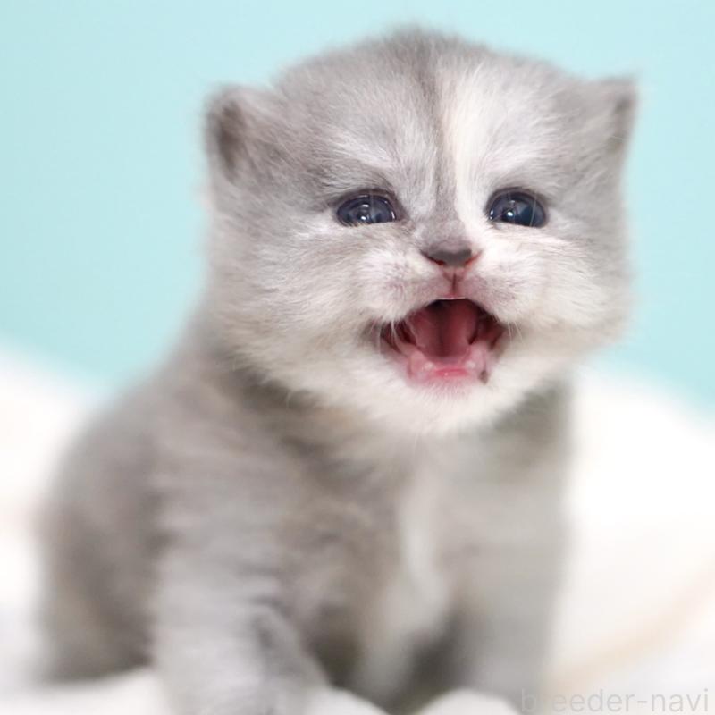 販売中の東京都のサイベリアン-136548の9枚目