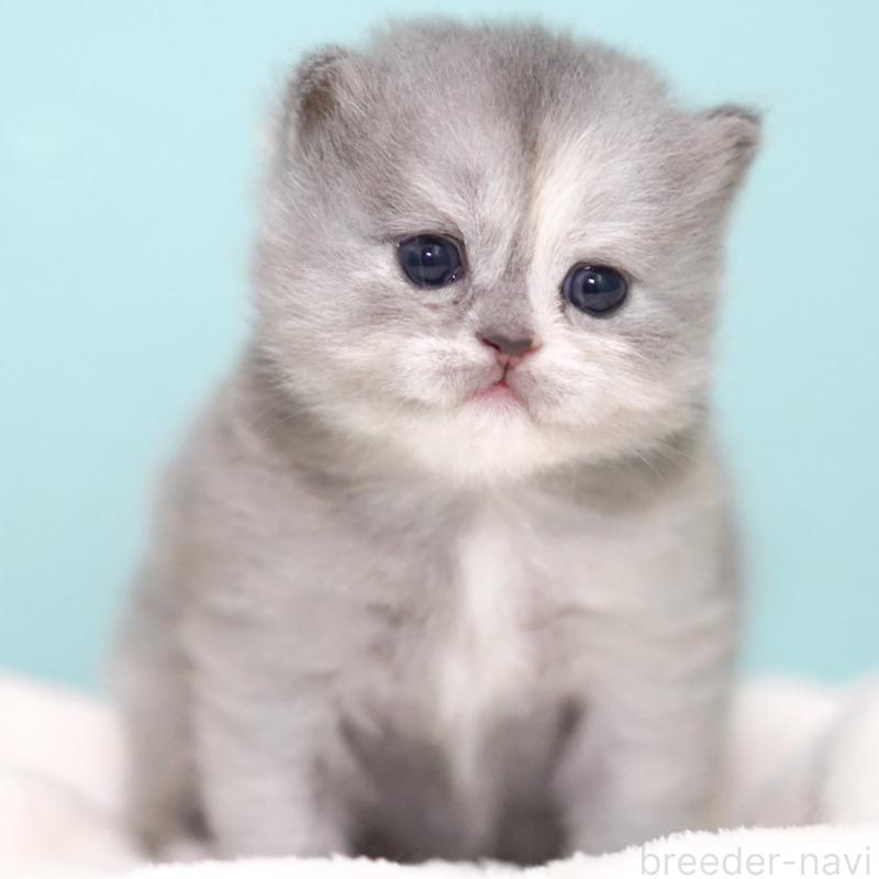 販売中の東京都のサイベリアン-136548の8枚目