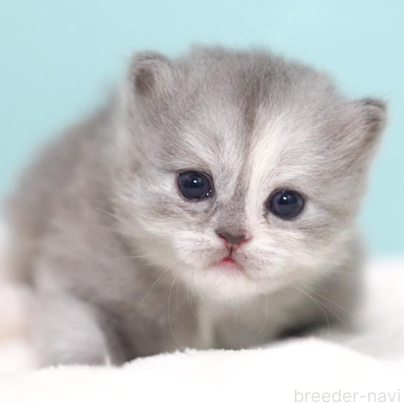 販売中の東京都のサイベリアン-136548の7枚目