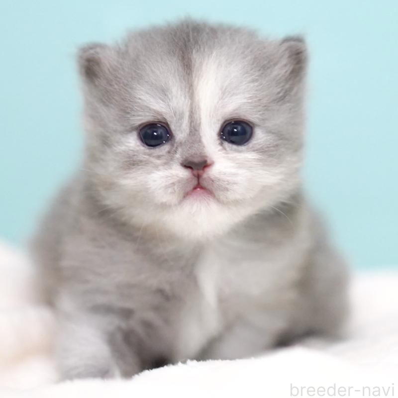 販売中の東京都のサイベリアン-136548の6枚目