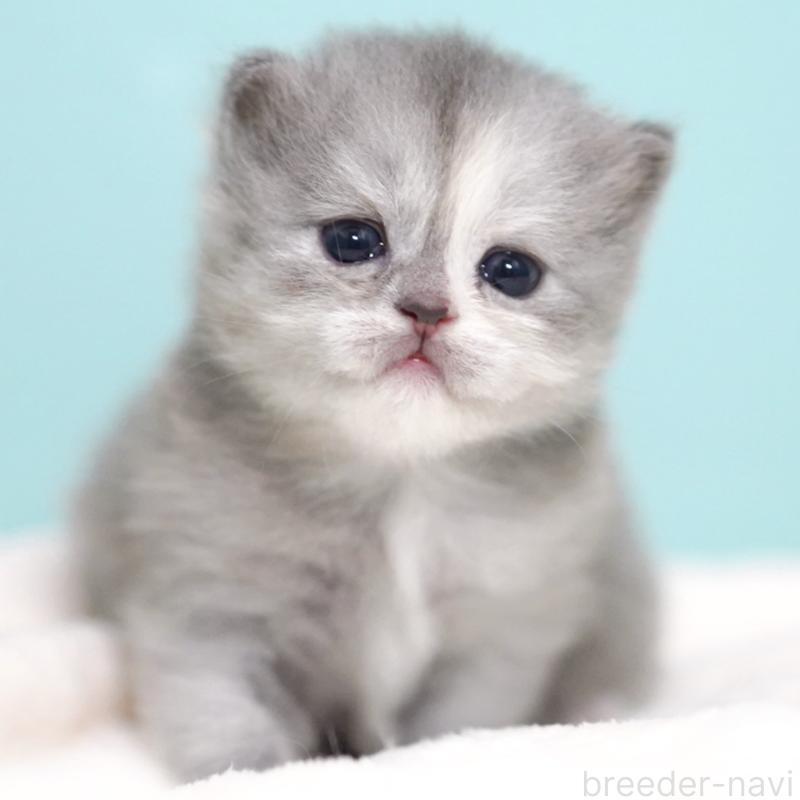 販売中の東京都のサイベリアン-136548の5枚目