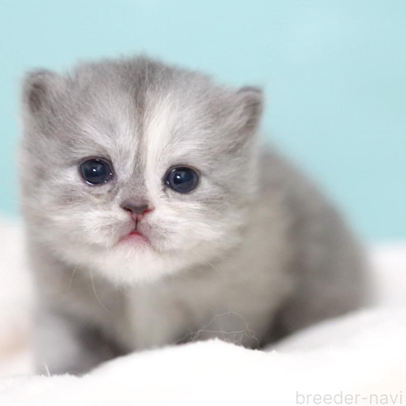 販売中の東京都のサイベリアン-136548の3枚目