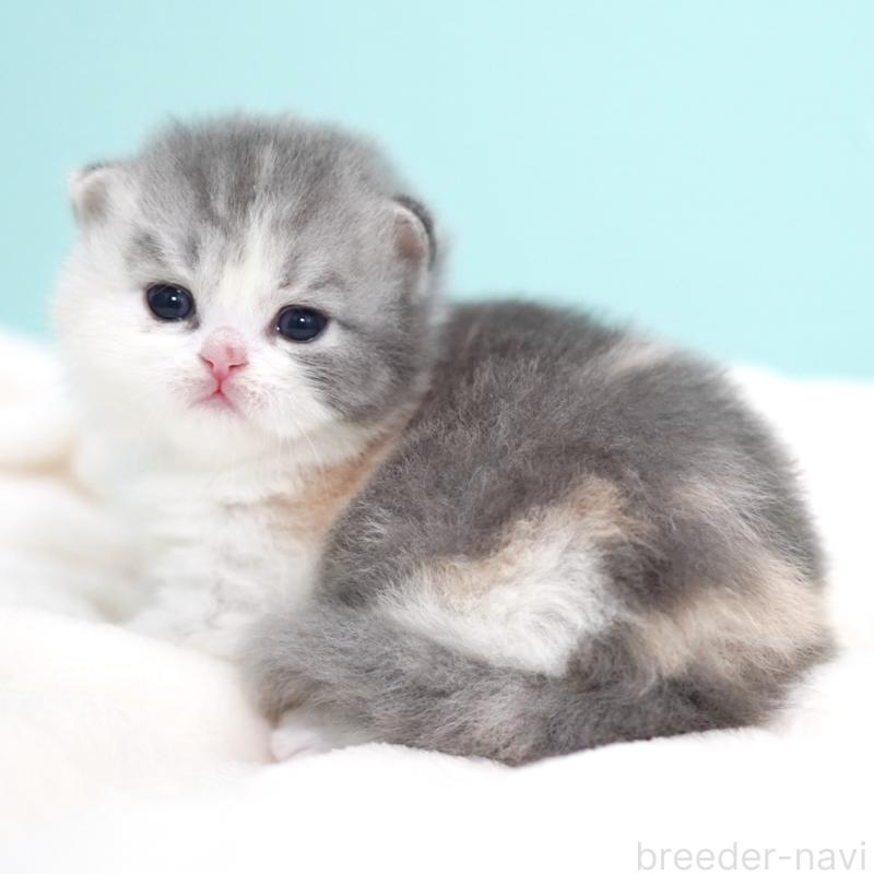 販売中の東京都のサイベリアン-136549の15枚目