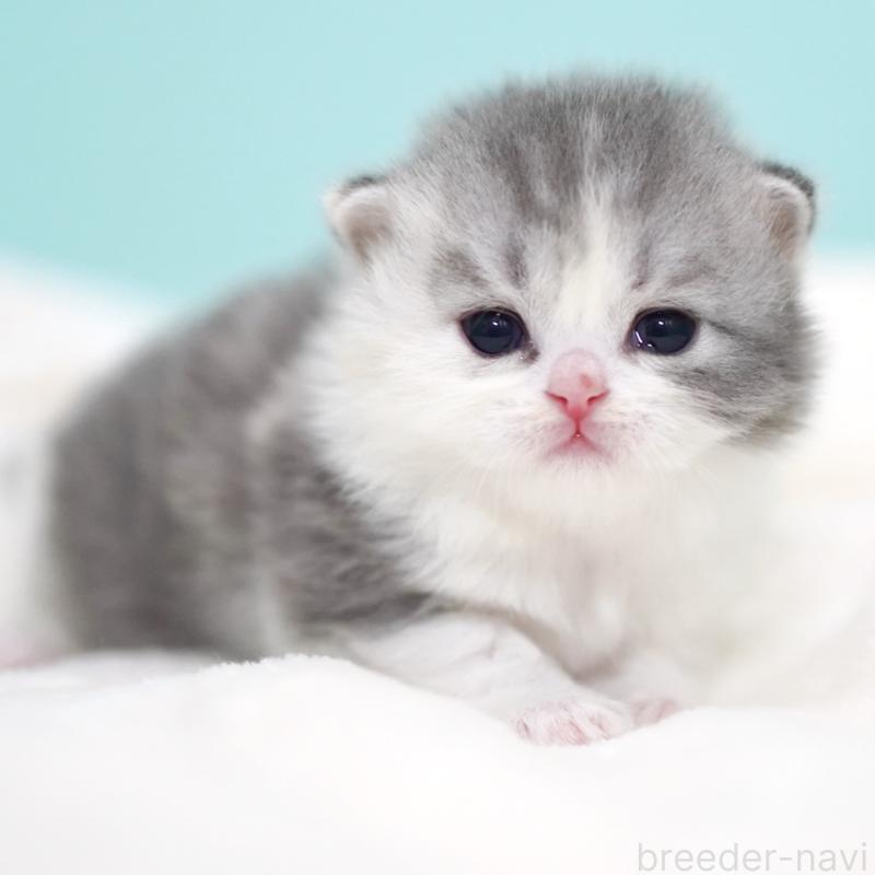 販売中の東京都のサイベリアン-136549の14枚目