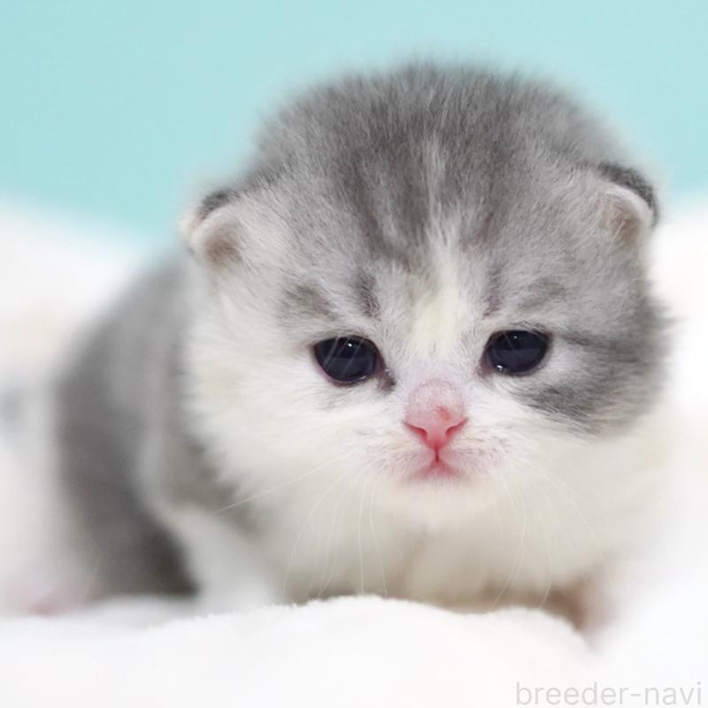 販売中の東京都のサイベリアン-136549の13枚目