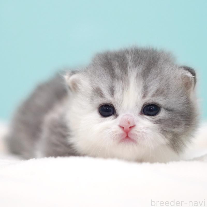 販売中の東京都のサイベリアン-136549の11枚目