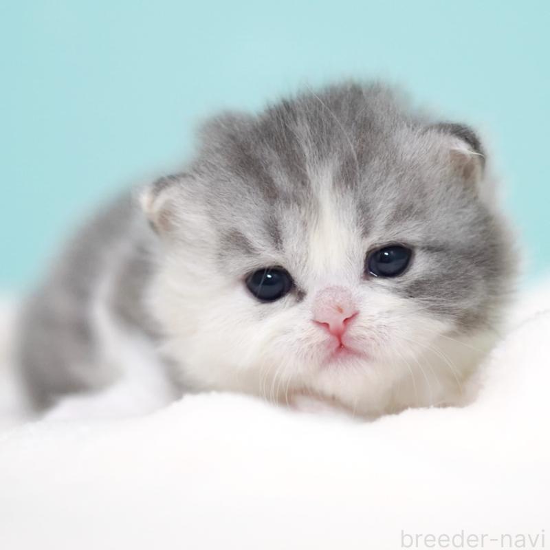 販売中の東京都のサイベリアン-136549の10枚目