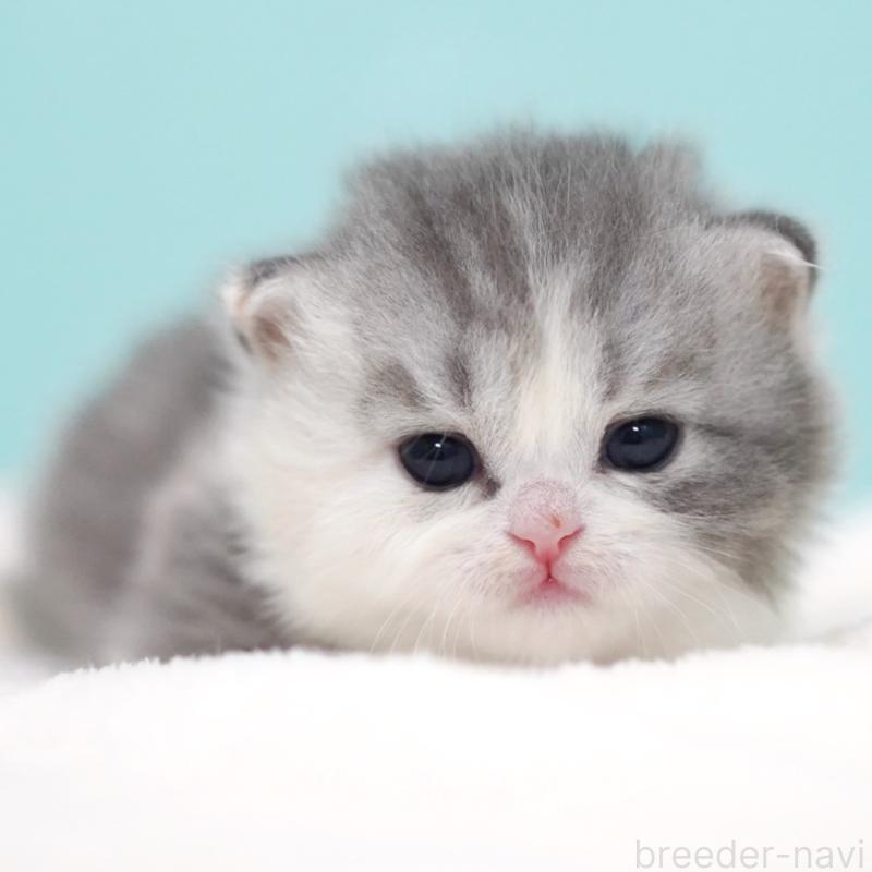 販売中の東京都のサイベリアン-136549の7枚目