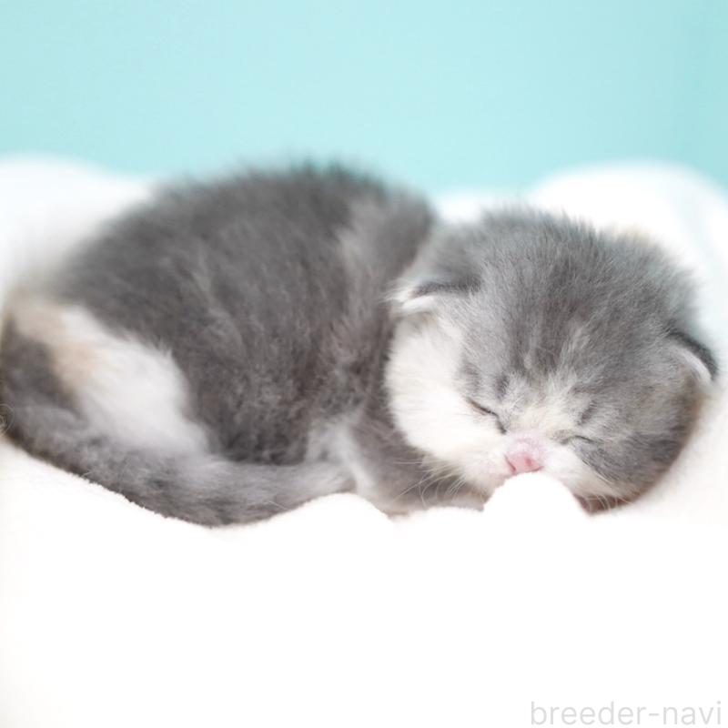 販売中の東京都のサイベリアン-136549の5枚目