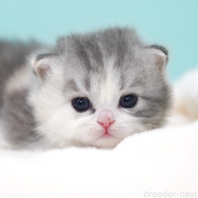 販売中の東京都のサイベリアン-136549の4枚目