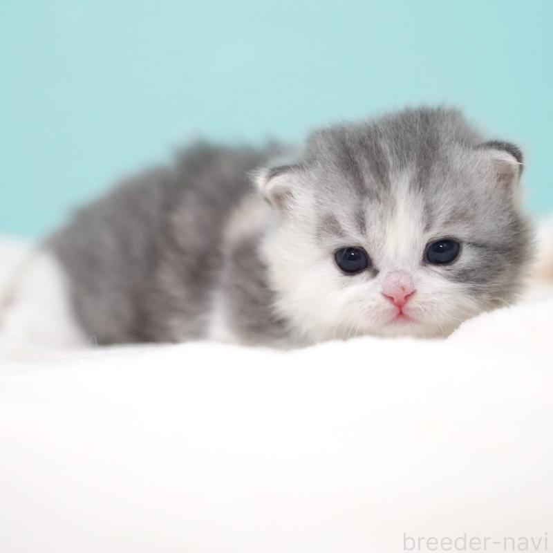 販売中の東京都のサイベリアン-136549の3枚目