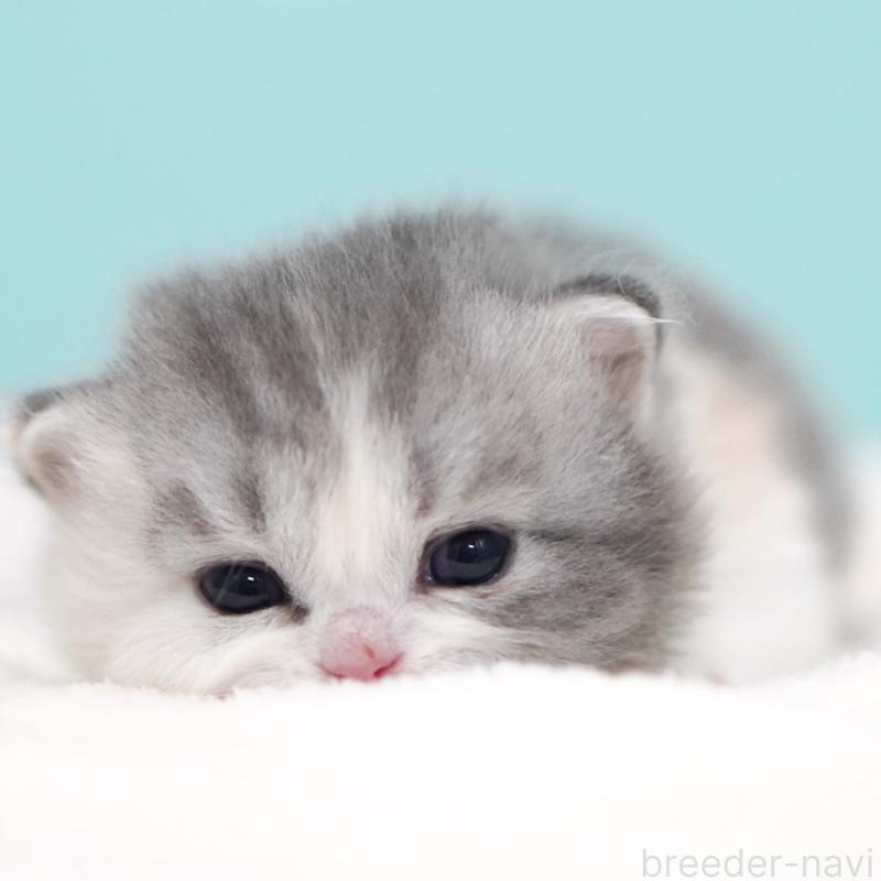 販売中の東京都のサイベリアン-136549の2枚目