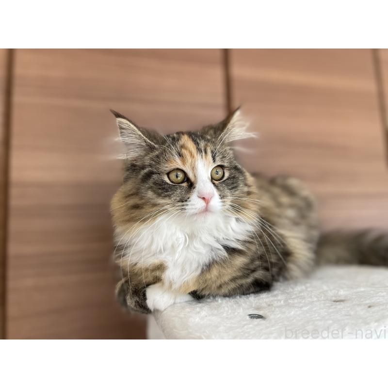 販売中の千葉県のサイベリアン-129137の22枚目