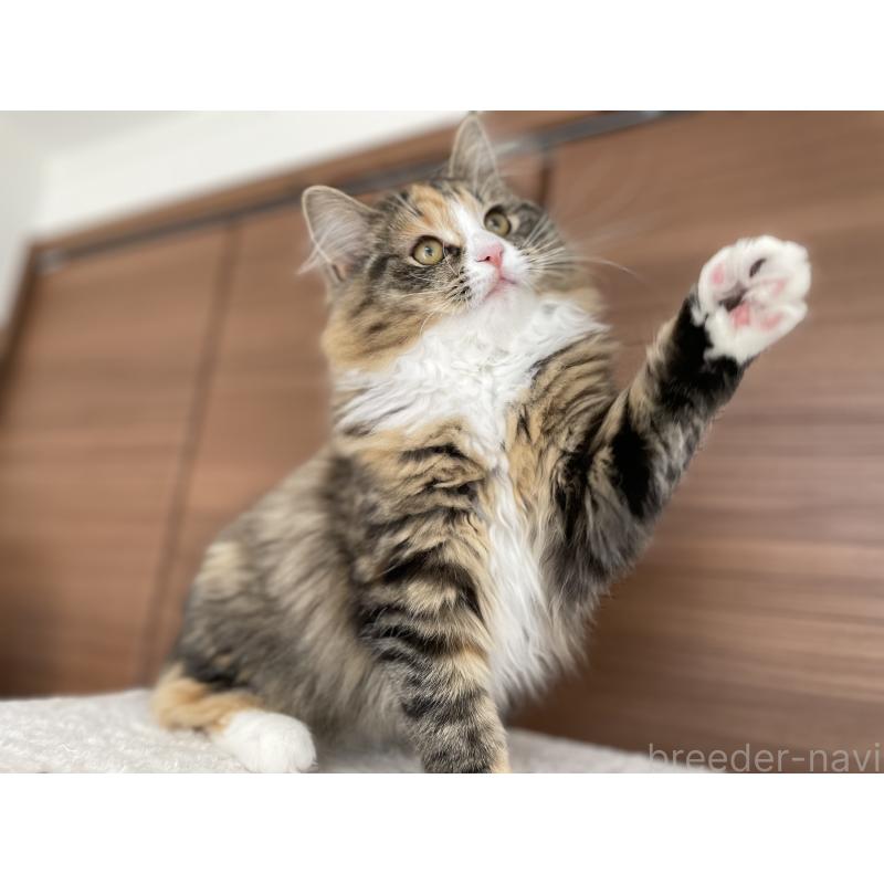 販売中の千葉県のサイベリアン-129137の20枚目