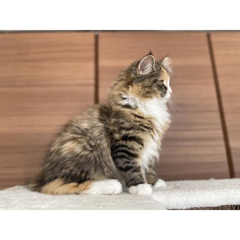 販売中の千葉県のサイベリアン-129137の19枚目