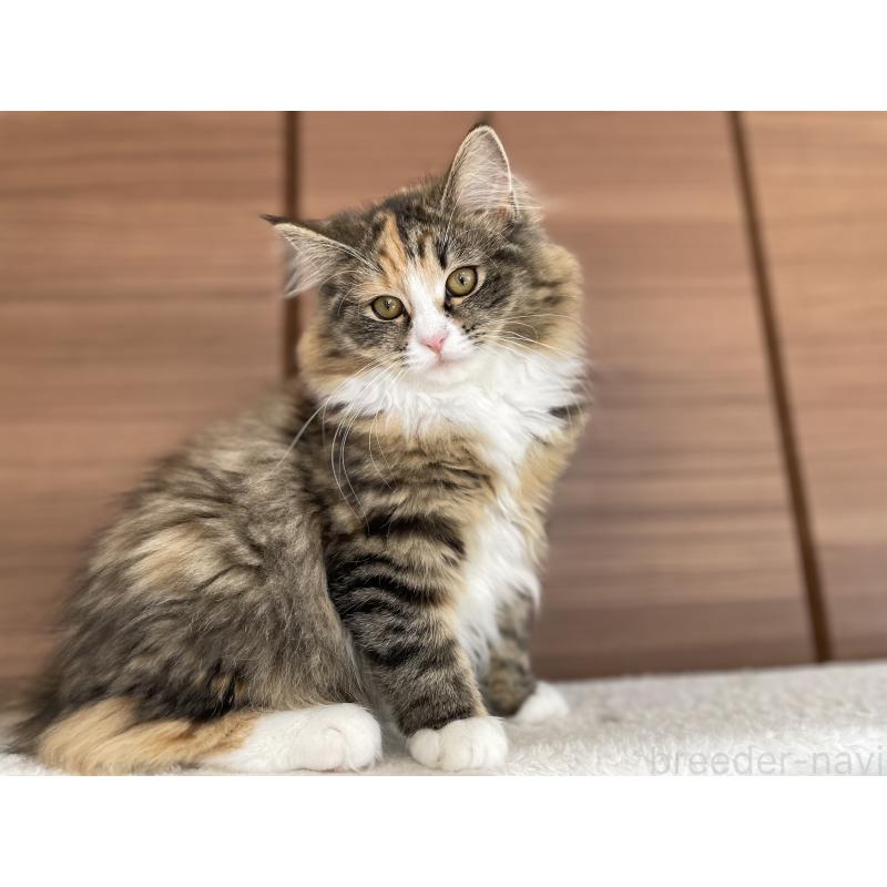 販売中の千葉県のサイベリアン-129137の18枚目