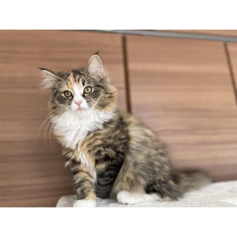 販売中の千葉県のサイベリアン-129137の17枚目