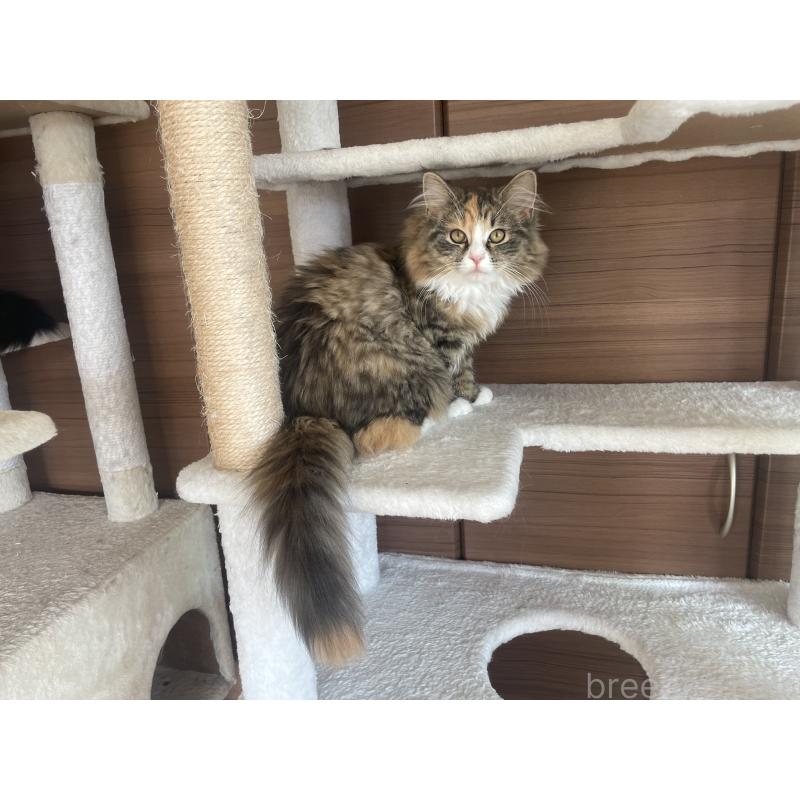 販売中の千葉県のサイベリアン-129137の16枚目