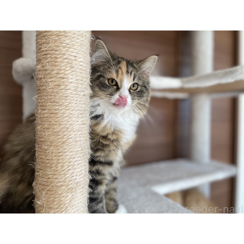 販売中の千葉県のサイベリアン-129137の14枚目