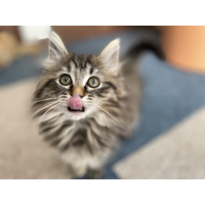 販売中の千葉県のサイベリアン-133941の10枚目