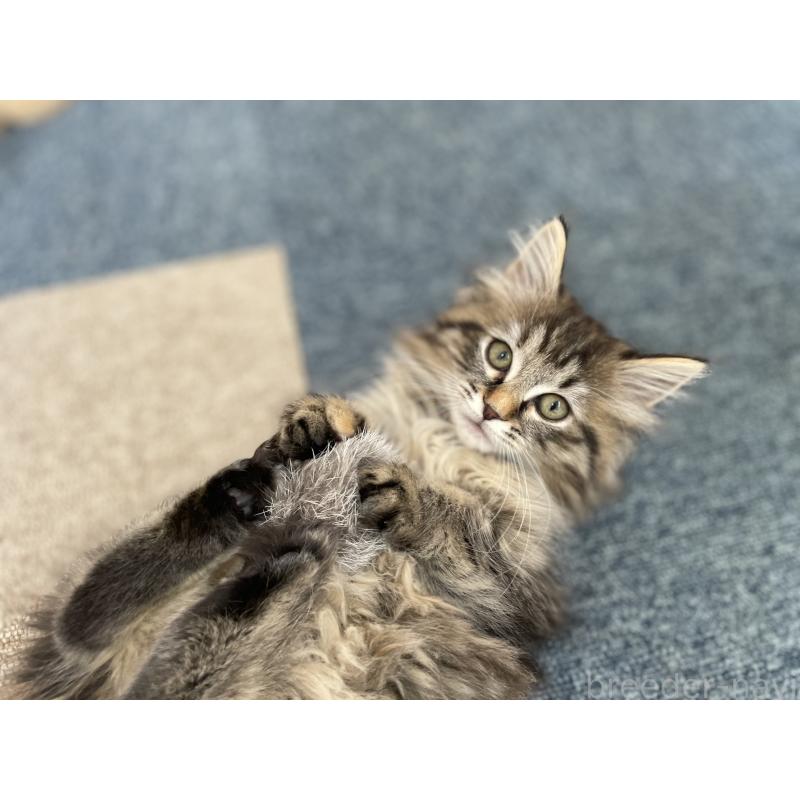 販売中の千葉県のサイベリアン-133941の9枚目