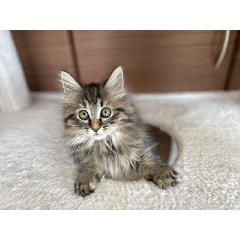 販売中の千葉県のサイベリアン-133941の8枚目