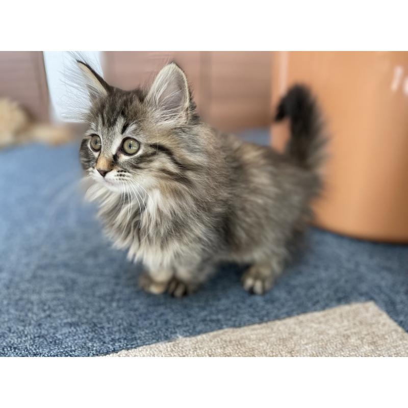 販売中の千葉県のサイベリアン-133941の7枚目