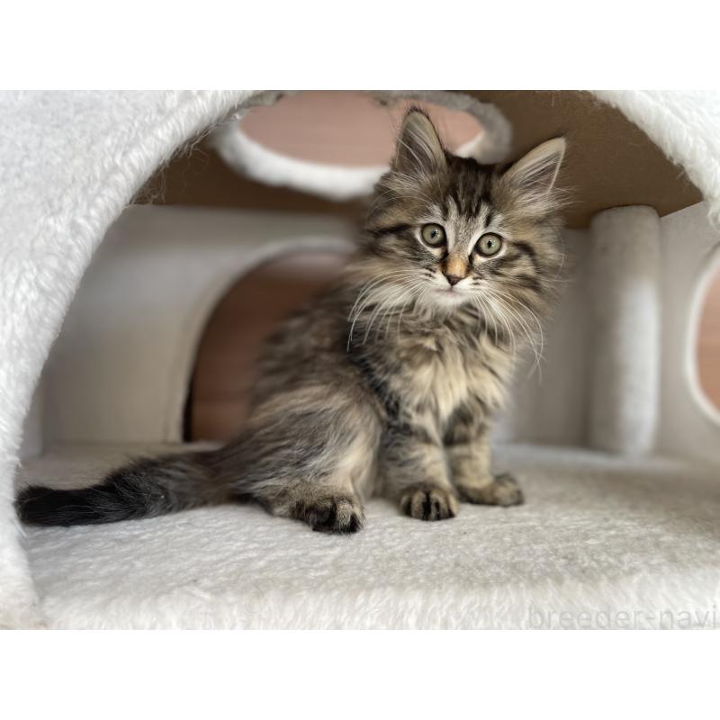 販売中の千葉県のサイベリアン-133941の5枚目