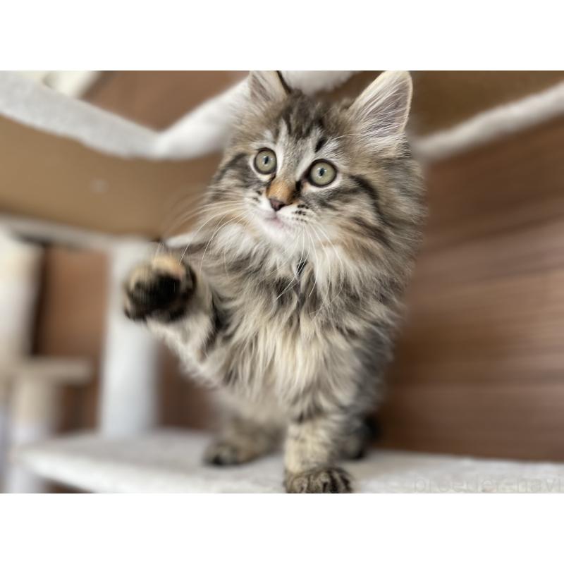 販売中の千葉県のサイベリアン-133941の4枚目