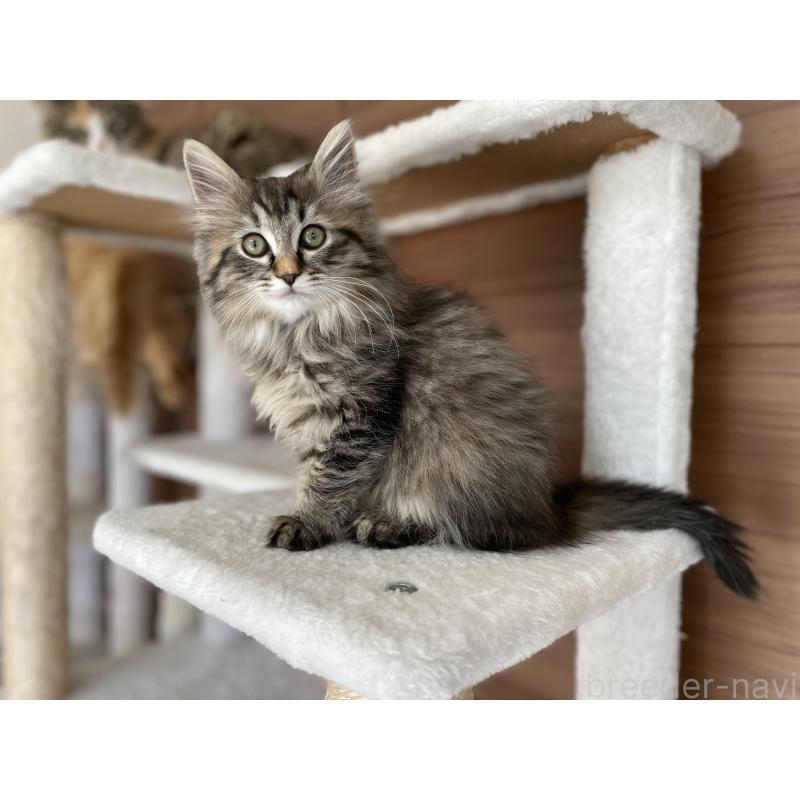 販売中の千葉県のサイベリアン-133941の2枚目