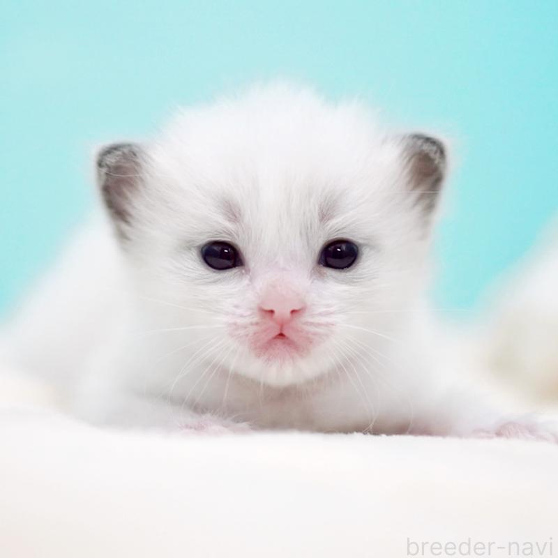 販売中の東京都のラグドール-136550