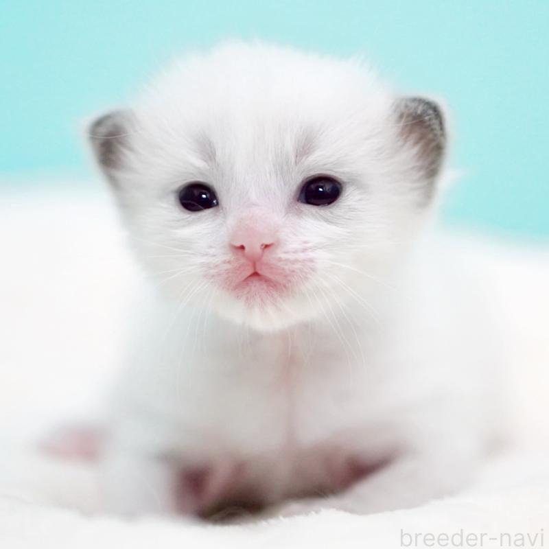 販売中の東京都のラグドール-136550の13枚目