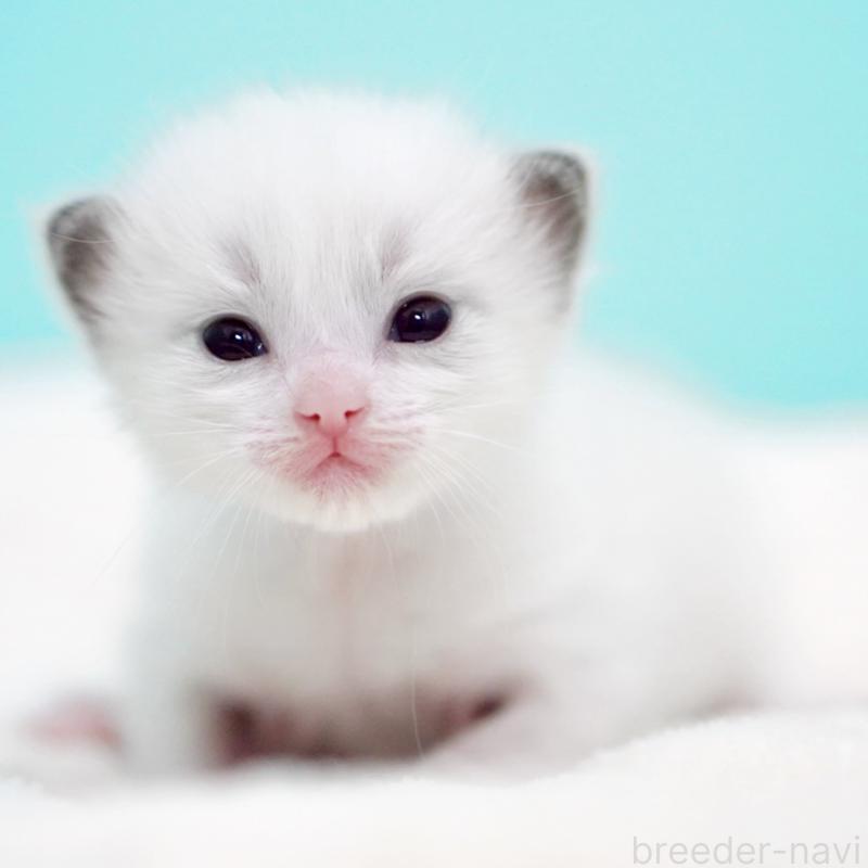 販売中の東京都のラグドール-136550の12枚目