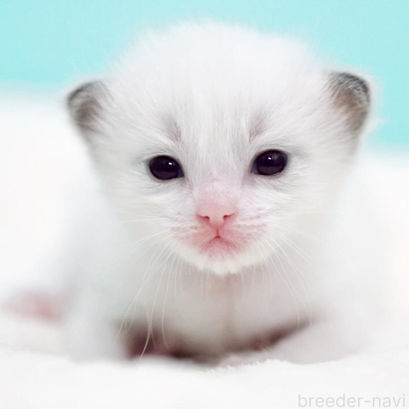 販売中の東京都のラグドール-136550の11枚目