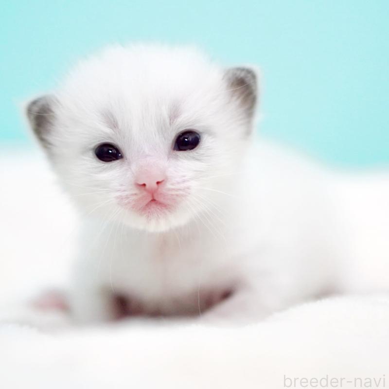 販売中の東京都のラグドール-136550の10枚目