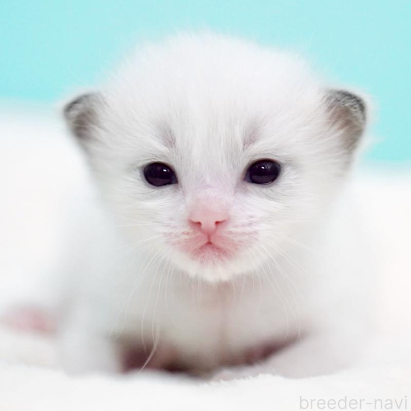 販売中の東京都のラグドール-136550の9枚目