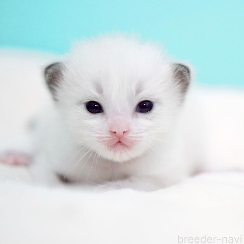 販売中の東京都のラグドール-136550の8枚目