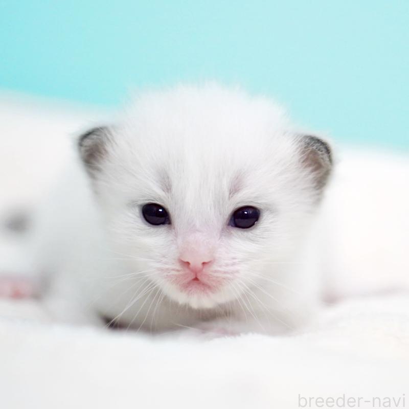 販売中の東京都のラグドール-136550の7枚目