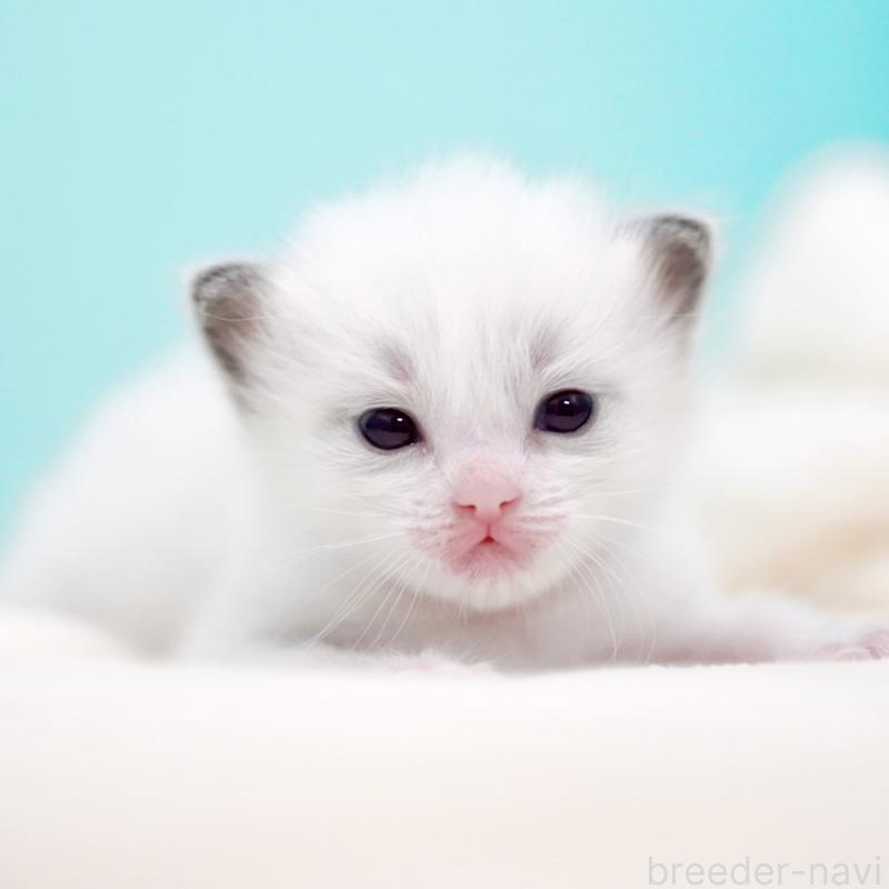 販売中の東京都のラグドール-136550の6枚目