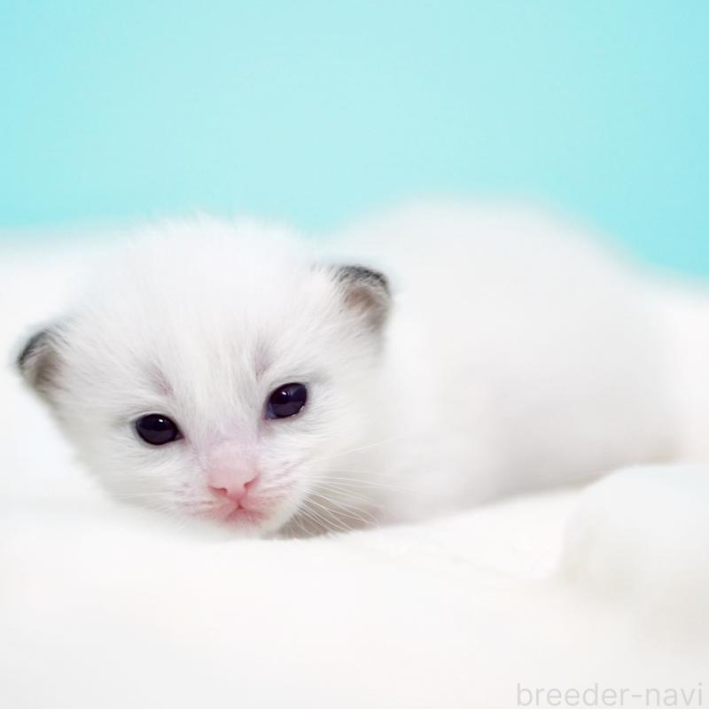 販売中の東京都のラグドール-136550の5枚目