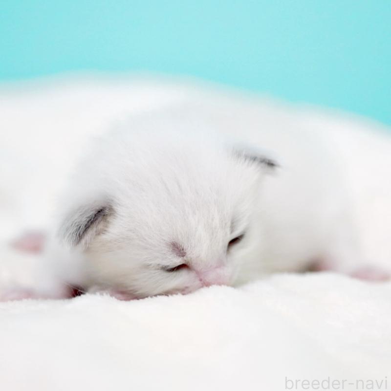 販売中の東京都のラグドール-136550の4枚目